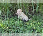Small Photo #8 Chinese Shar-Pei Puppy For Sale in MERRITT IS, FL, USA