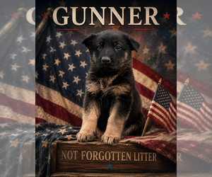 German Shepherd Dog Puppy for sale in FORT WAYNE, IN, USA