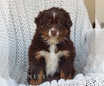 Image preview for Ad Listing. Nickname: Prancer