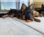 Small #10 German Shepherd Dog