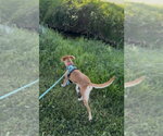 Small #3 Labrador Retriever Mix