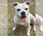 Small #14 Bulldog Mix