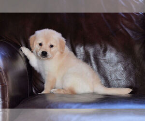 Golden Retriever Puppy for sale in WEST BROOKFIELD, MA, USA