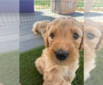Small #5 Goldendoodle
