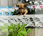 Small #1 Dachshund