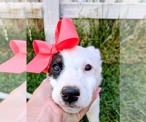 Medium Photo #13 Border Collie-Unknown Mix Puppy For Sale in Sandy, UT, USA