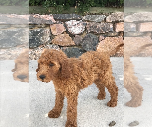 Medium Photo #3 Goldendoodle Puppy For Sale in CO SPGS, CO, USA
