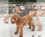 Small Photo #3 Goldendoodle Puppy For Sale in CO SPGS, CO, USA