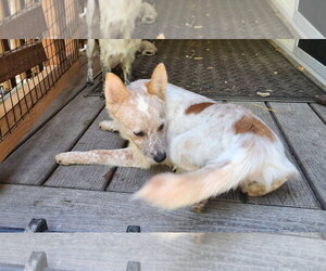 Mutt Dogs for adoption in Paso Robles, CA, USA