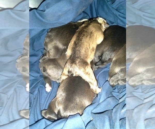 Medium Photo #4 American Bully-Bullypit Mix Puppy For Sale in N HIGHLANDS, CA, USA