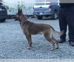 Small Photo #11 Belgian Malinois Puppy For Sale in VACAVILLE, CA, USA