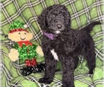 Small #3 Labradoodle mix (+ Poodle Standard)