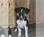 Small German Shepherd Dog Mix
