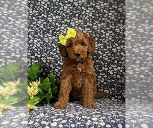 Goldendoodle (Miniature) Puppy for sale in QUARRYVILLE, PA, USA