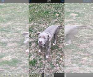 American Bully Puppy for sale in PELAHATCHIE, MS, USA