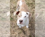 Small #6 Mutt