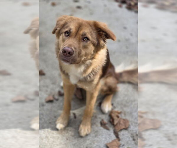 Medium Photo #2 Australian Shepherd-Unknown Mix Puppy For Sale in Woodsfield, OH, USA