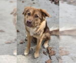 Small #1 Australian Shepherd Mix