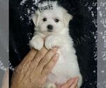 Puppy BJorn Maltese