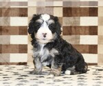 Small #3 Bernedoodle (Miniature)