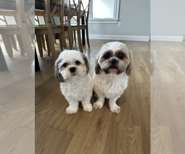 Medium Photo #1 Shih Tzu Puppy For Sale in HARRISONBURG, VA, USA
