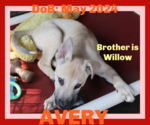Small #10 Labrador Retriever Mix
