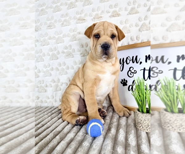 Medium Photo #1 Cocker-Pei Puppy For Sale in GREENFIELD, IN, USA