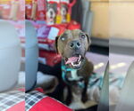 Small #10 Mountain Cur-Staffordshire Bull Terrier Mix