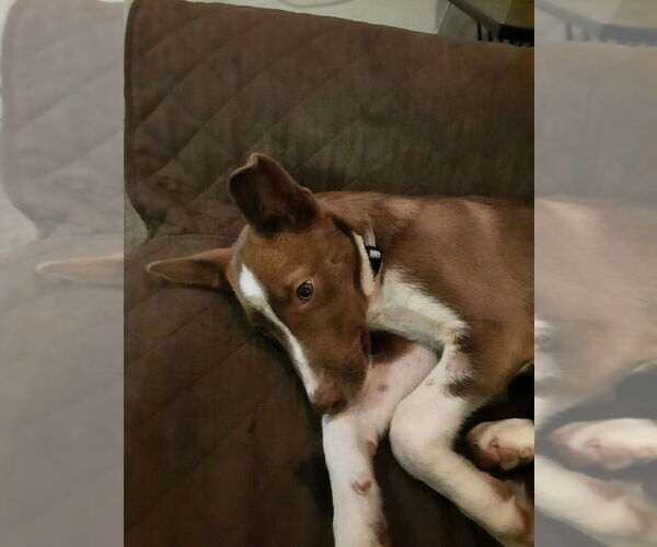 Medium Photo #2 Border Collie-Unknown Mix Puppy For Sale in Plymouth, MN, USA