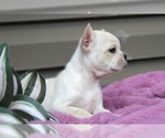 Small #4 French Bulldog