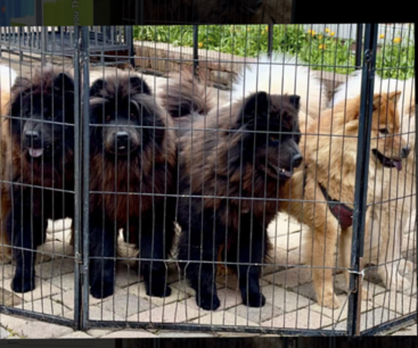 Medium Photo #1 Chow Chow Puppy For Sale in BOURBONNAIS, IL, USA