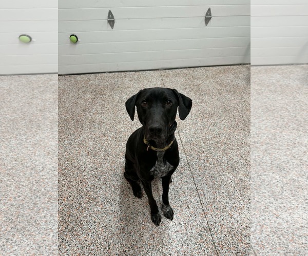 Medium Photo #22 Doberman Pinscher-Great Pyrenees Mix Puppy For Sale in Buffalo, MN, USA