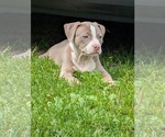 Small #3 American Bully