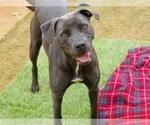 Small #1 Blue Lacy-Labrador Retriever Mix