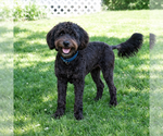 Small Poodle (Miniature)-Wheaten Terrier Mix