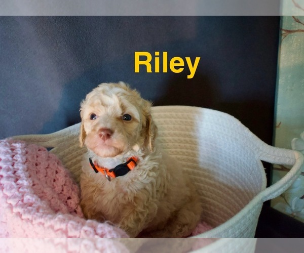 Medium Photo #7 Goldendoodle Puppy For Sale in PORTLAND, TN, USA