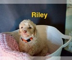 Small #6 Goldendoodle