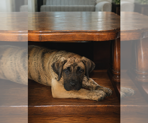 Presa Canario Puppy for sale in ANSON, ME, USA