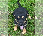 Small #3 German Shepherd Dog Mix