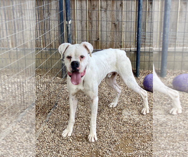 Medium Photo #3 Boxer Puppy For Sale in Austin, TX, USA