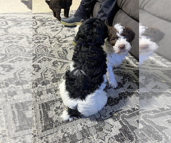 Medium Photo #3 Poodle (Standard) Puppy For Sale in SUFFOLK, VA, USA