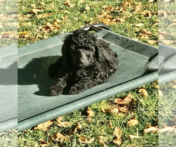 Medium Photo #4 Poodle (Standard) Puppy For Sale in LOGAN, UT, USA