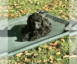 Small Photo #4 Poodle (Standard) Puppy For Sale in LOGAN, UT, USA