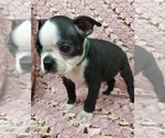 Small Photo #3 Boston Terrier Puppy For Sale in AFTON, WY, USA