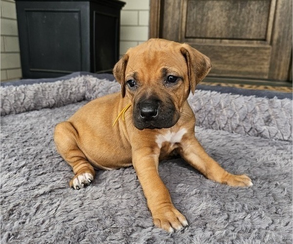 Medium Photo #19 Rhodesian Ridgeback Puppy For Sale in BUMPASS, VA, USA