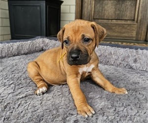 Medium Rhodesian Ridgeback