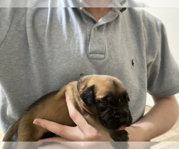 Medium Photo #1 Mastiff Puppy For Sale in LINDEN, TX, USA