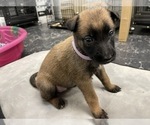 Small Photo #135 Belgian Malinois Puppy For Sale in REESEVILLE, WI, USA