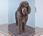 Small Photo #2 Poodle (Standard) Puppy For Sale in Pacolet, SC, USA