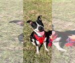Small #10 American Pit Bull Terrier Mix